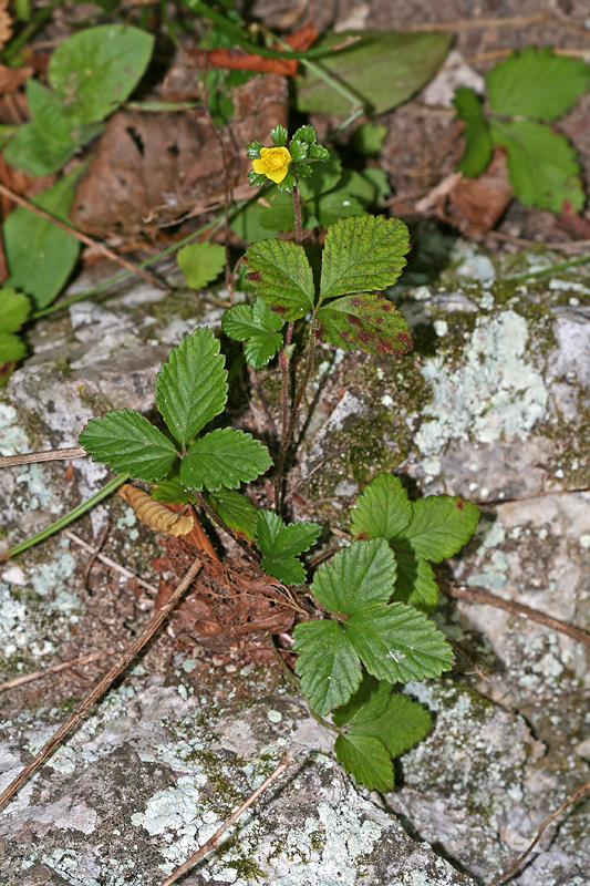 Изображение особи Duchesnea indica.