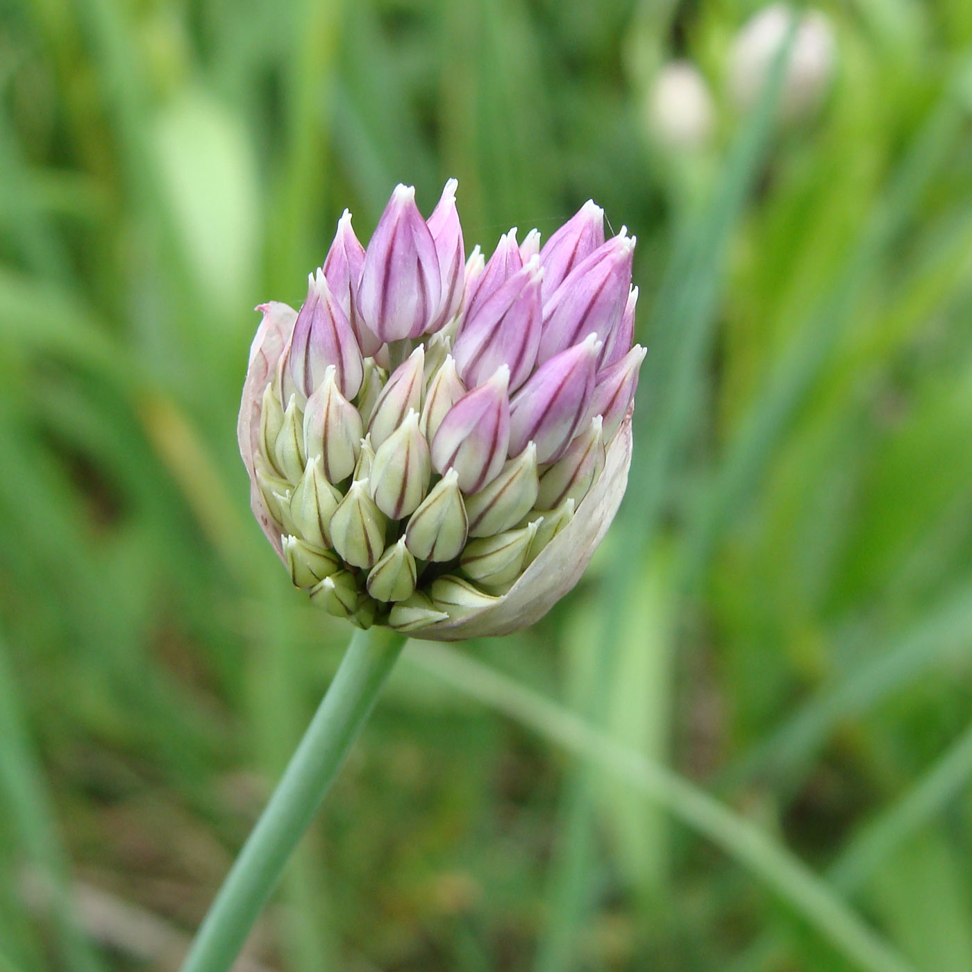 Image of Allium maximowiczii specimen.