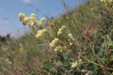 Galium × pomeranicum. Цветущий побег. Горный Крым, западный склон массива Северная Демерджи, луговая степь. 16.07.2022.