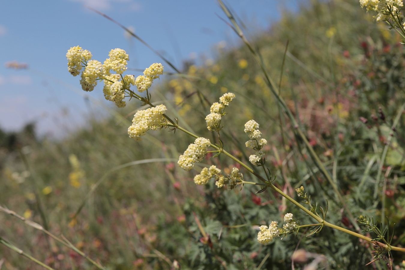 Изображение особи Galium &times; pomeranicum.