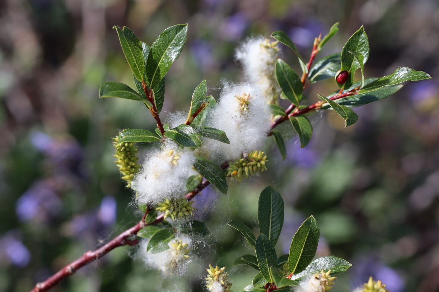 Image of Salix saposhnikovii specimen.