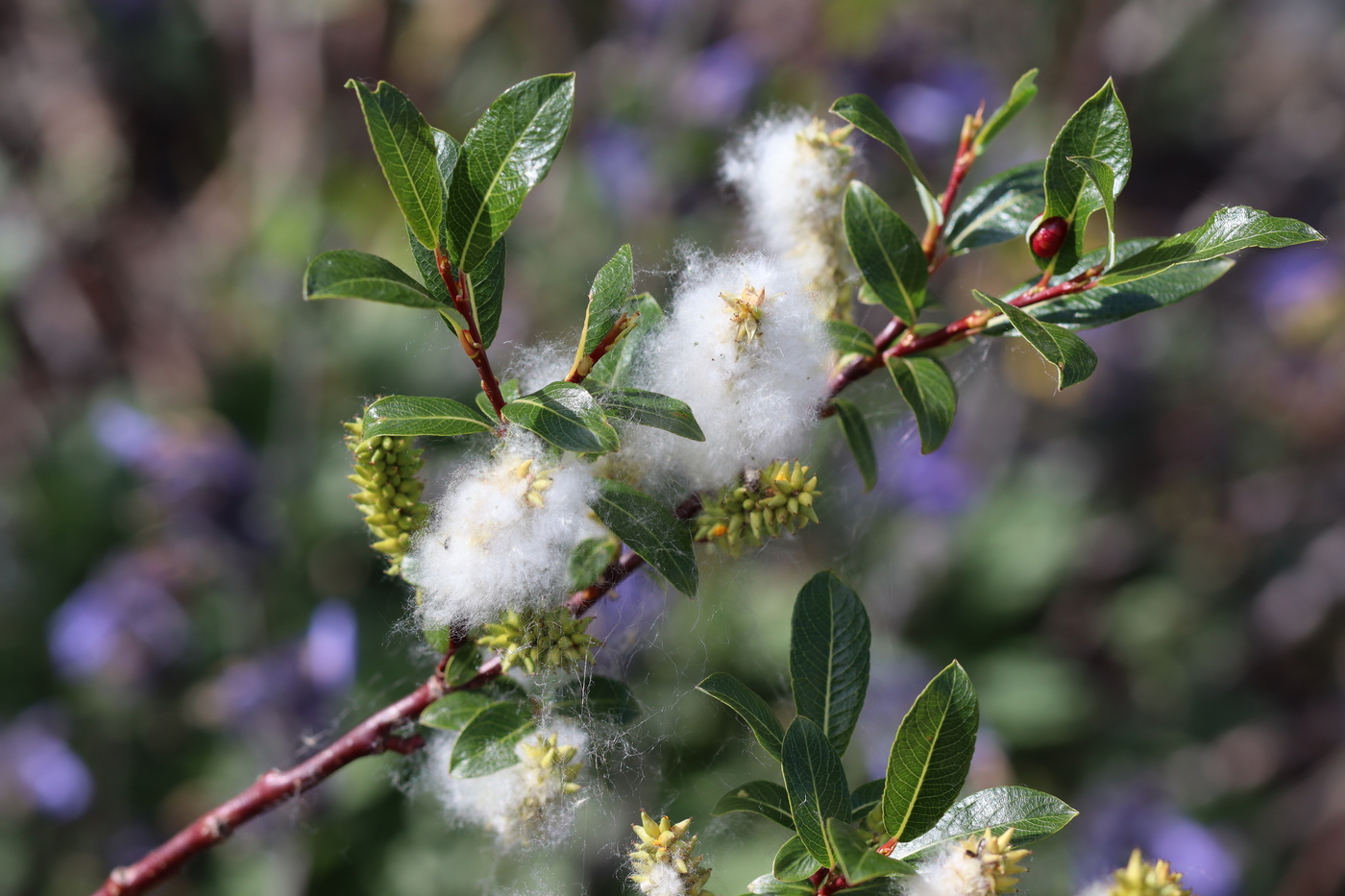 Image of Salix saposhnikovii specimen.