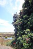 Metrosideros excelsa. Цветущее растение. Новая Зеландия, Северный остров, р-н Окленд, национальный парк \"Waitakere Ranges\". 13.12.2013.