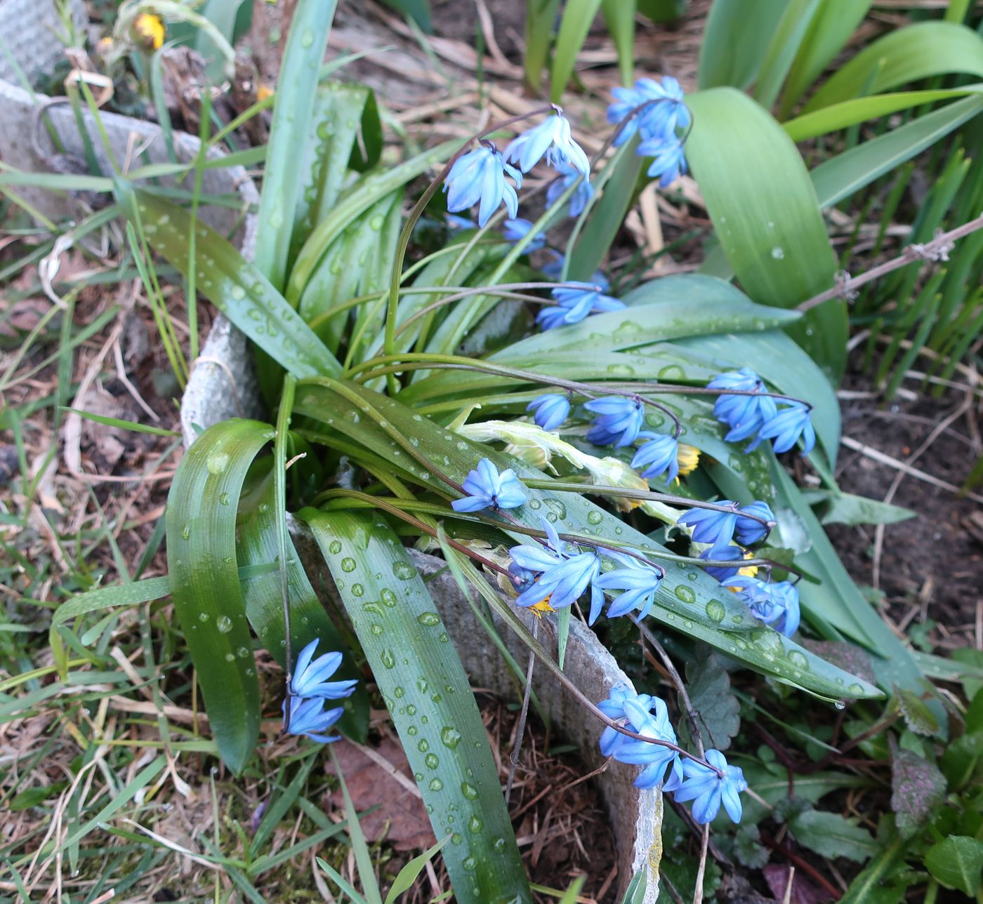 Изображение особи Scilla siberica.