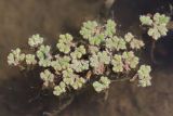 Azolla filiculoides