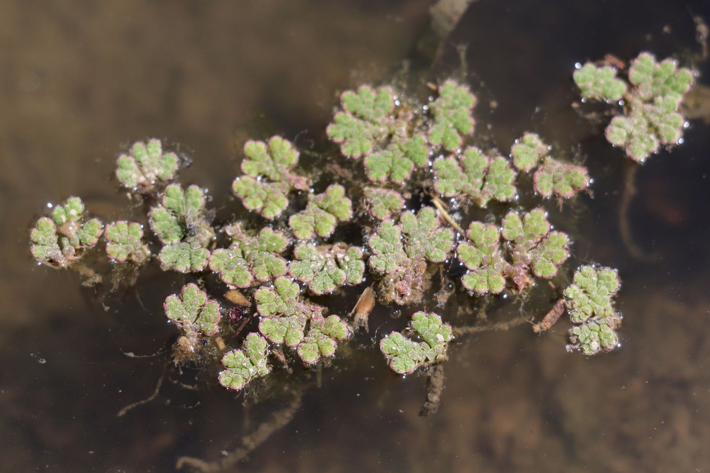 Изображение особи Azolla filiculoides.