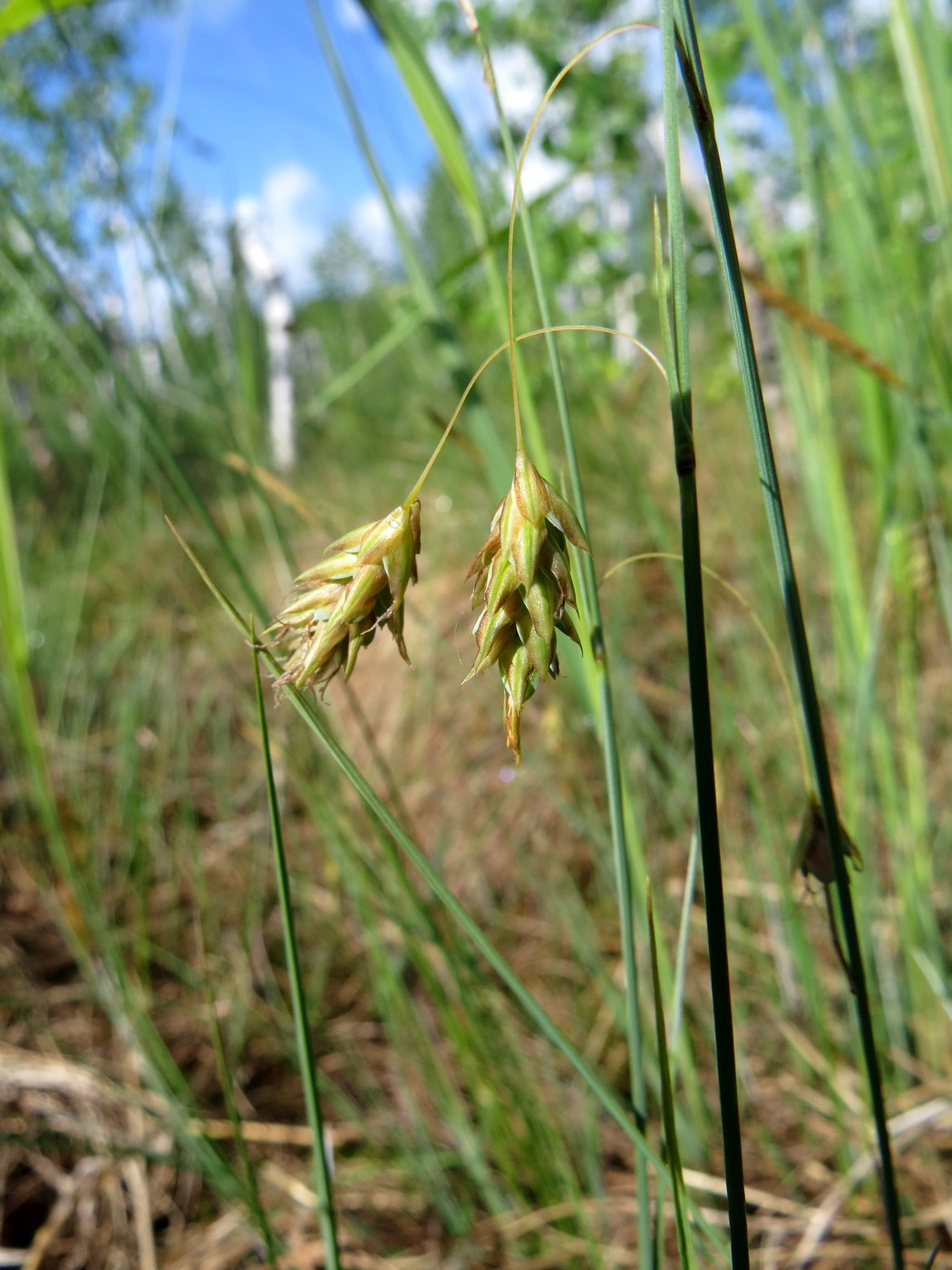 Image of Carex limosa specimen.