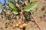 Sorbus persica