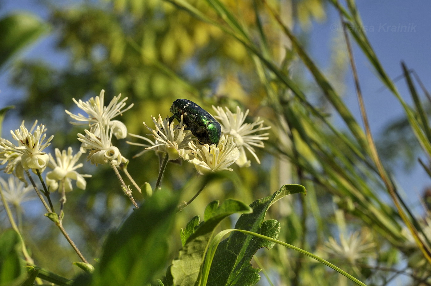 Image of Clematis vitalba specimen.