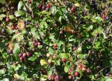 Cotoneaster lucidus