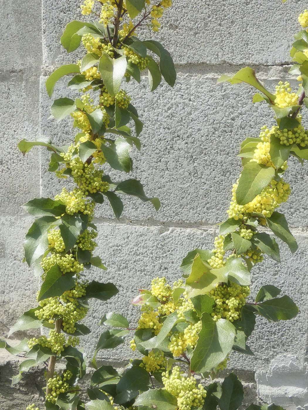 Image of Mahonia aquifolium specimen.