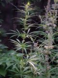 Cannabis sativa var. spontanea