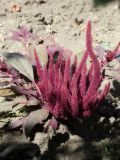 Amaranthus caudatus