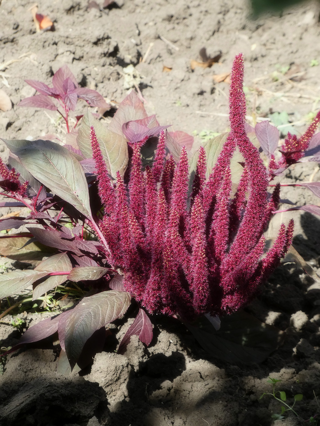 Image of Amaranthus caudatus specimen.