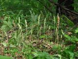 Goodyera repens