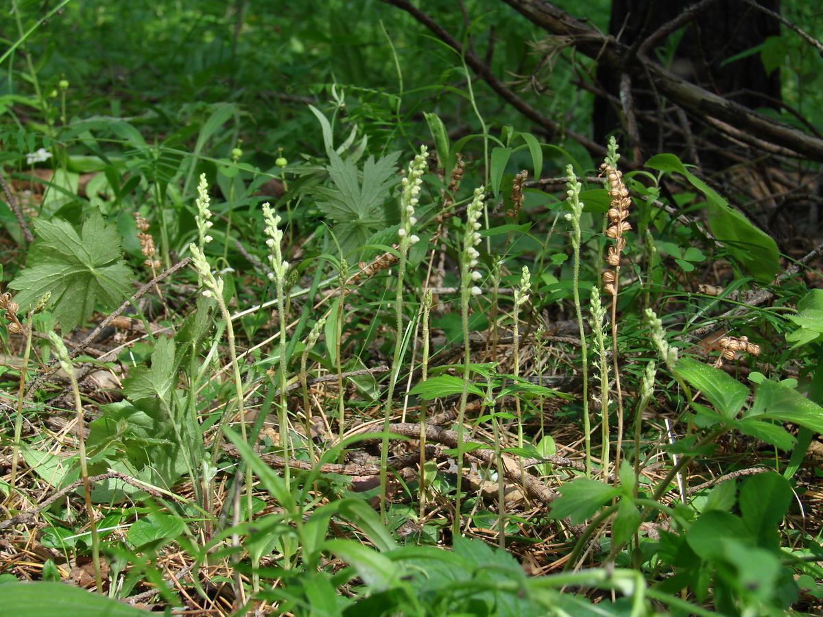 Изображение особи Goodyera repens.