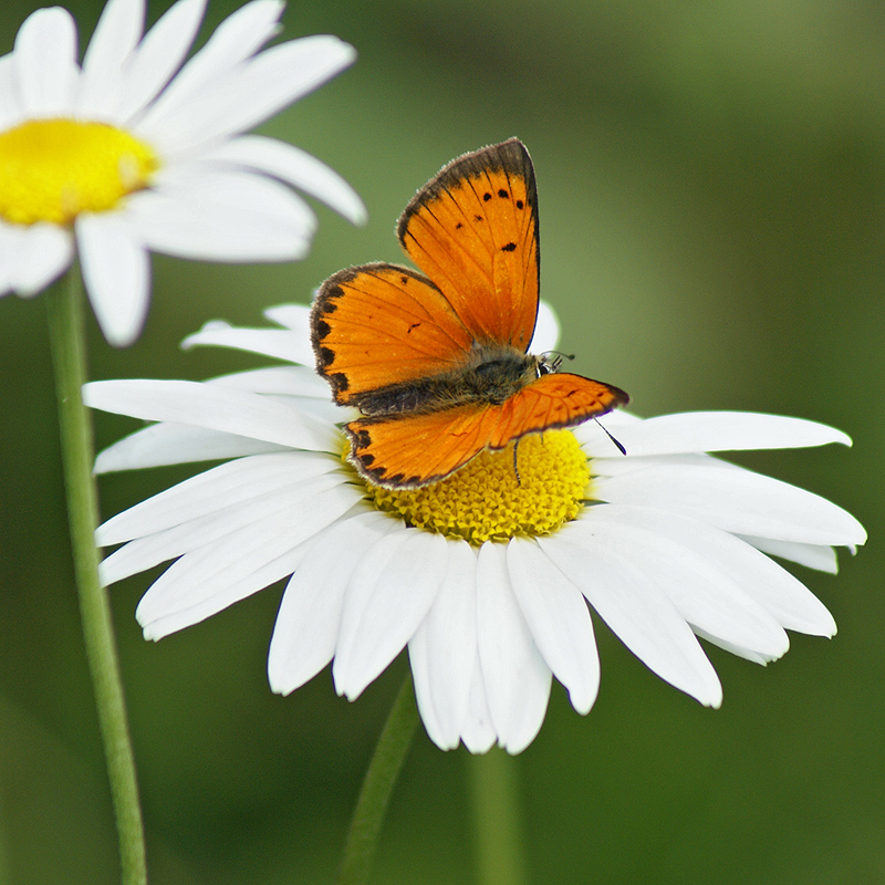 Изображение особи Leucanthemum vulgare.