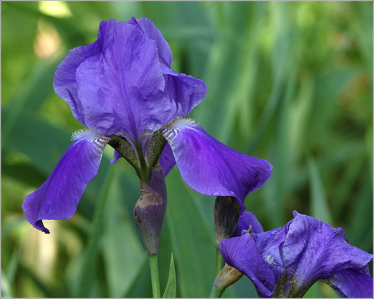 Image of Iris nyaradyana specimen.