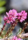 Myricaria squamosa. Соцветие. Республика Алтай, Кош-Агачский р-н, верховье р. Актру, морена ледника Малый Актру. 07.07.2022.