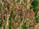 Sedum sexangulare