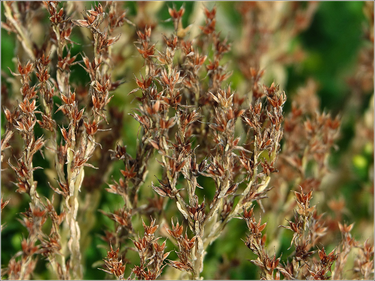 Image of Sedum sexangulare specimen.