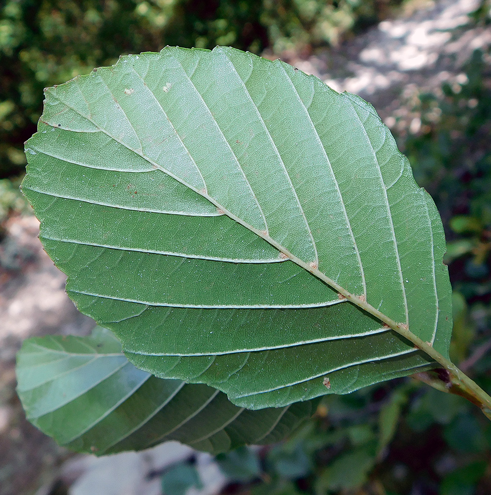 Изображение особи Alnus barbata.