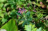 Trifolium pacificum