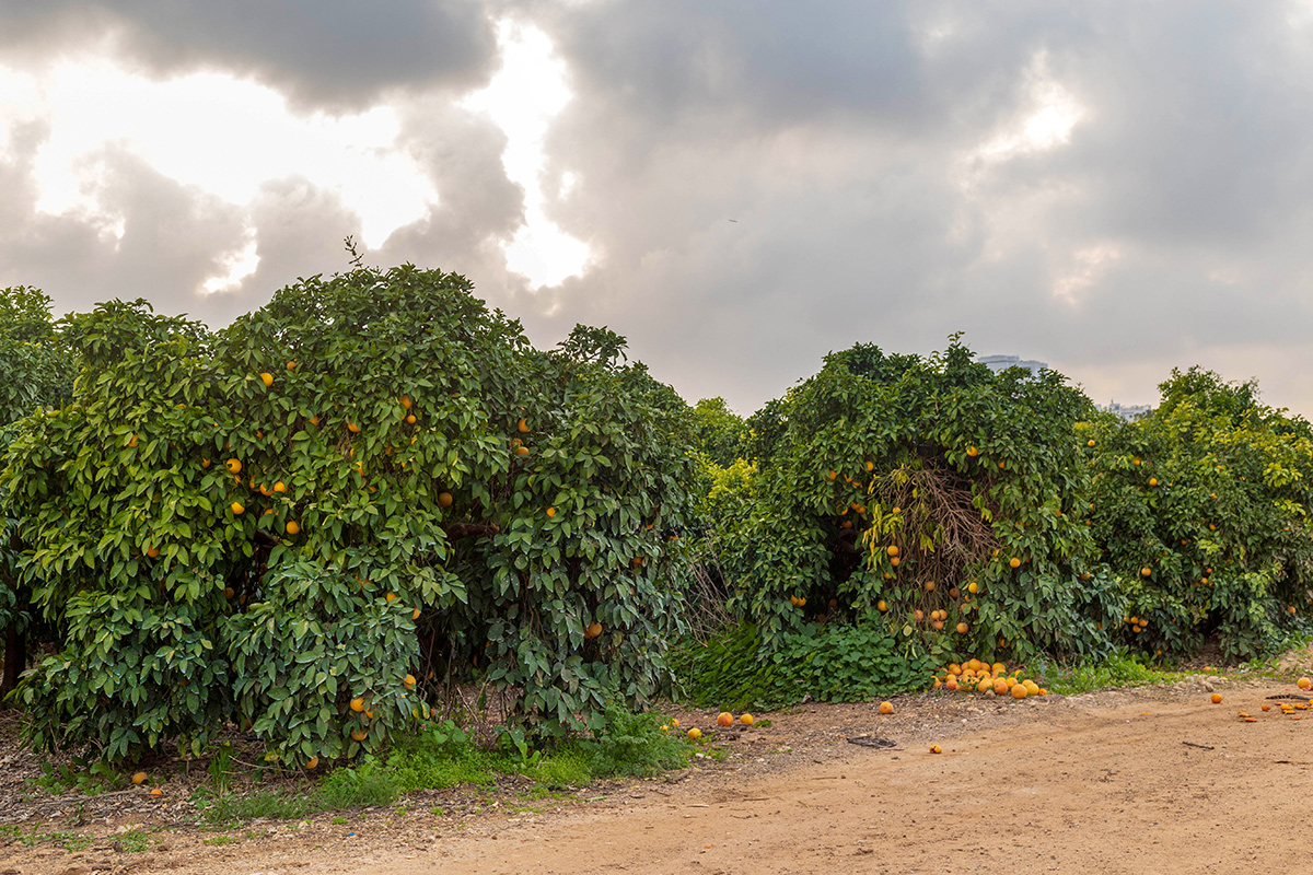 Изображение особи Citrus sinensis.