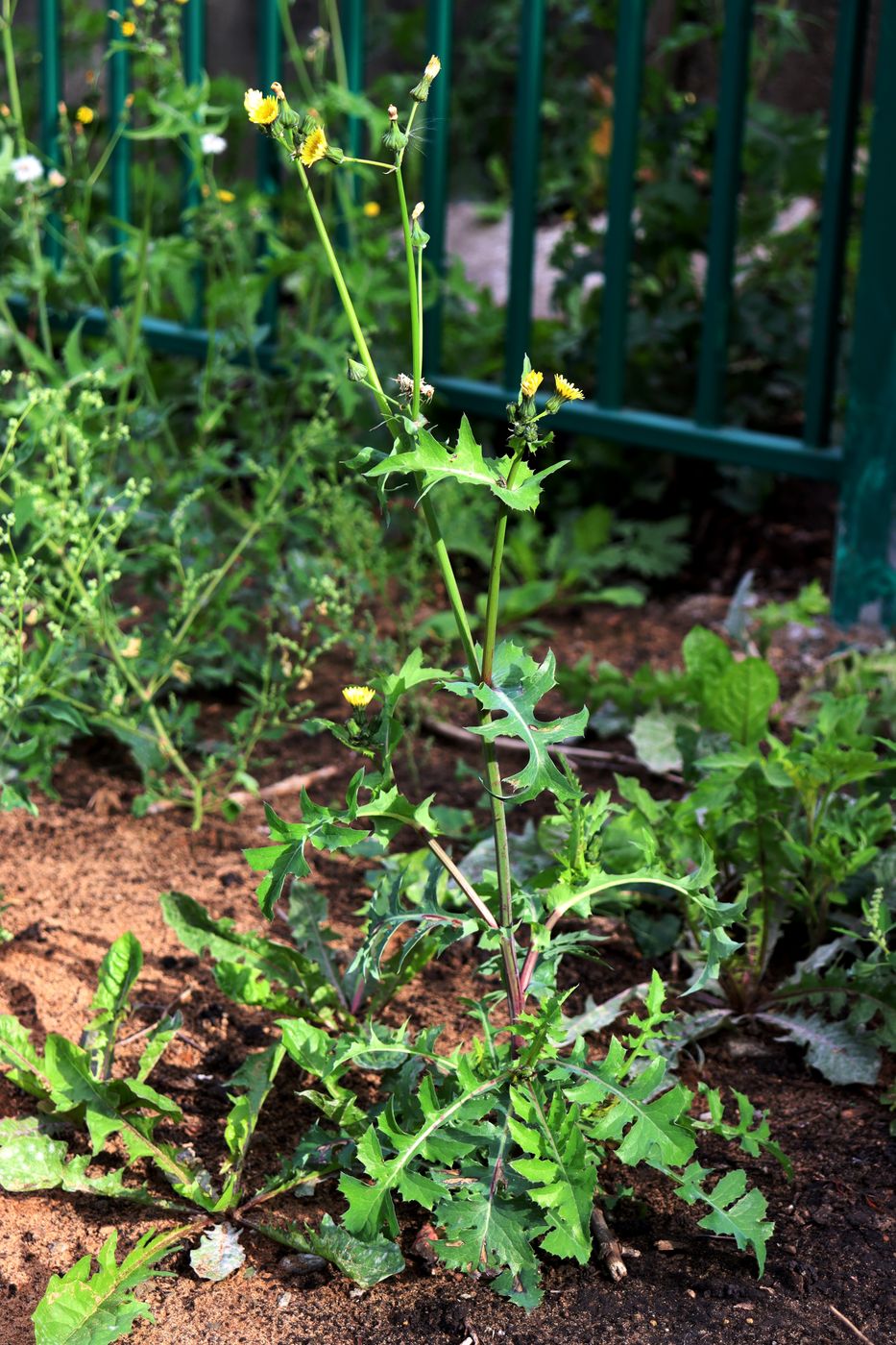 Изображение особи Sonchus oleraceus.