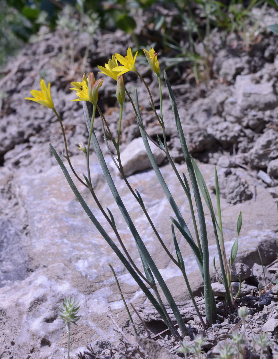 Image of genus Gagea specimen.