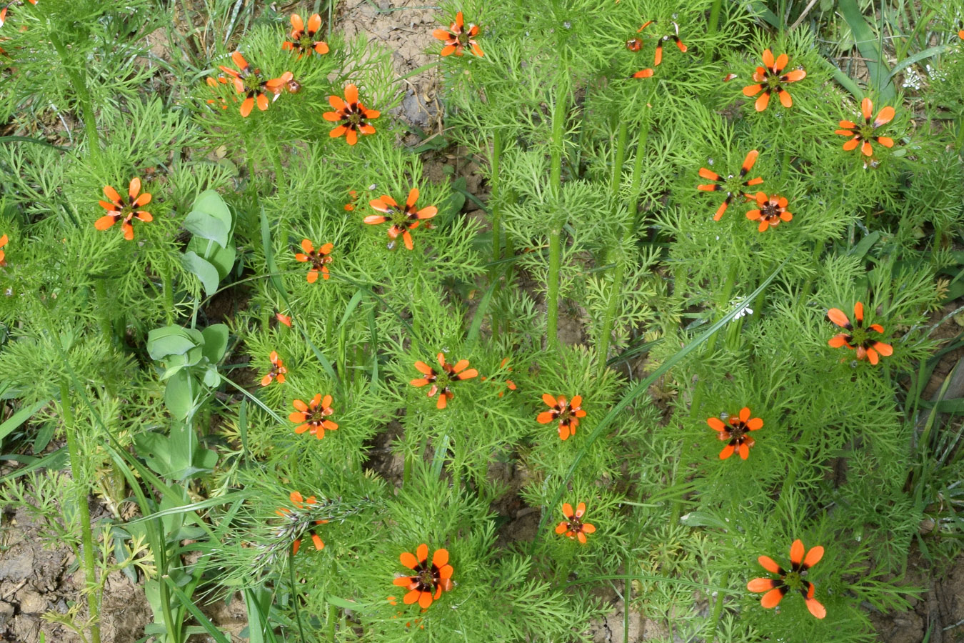 Image of Adonis parviflora specimen.