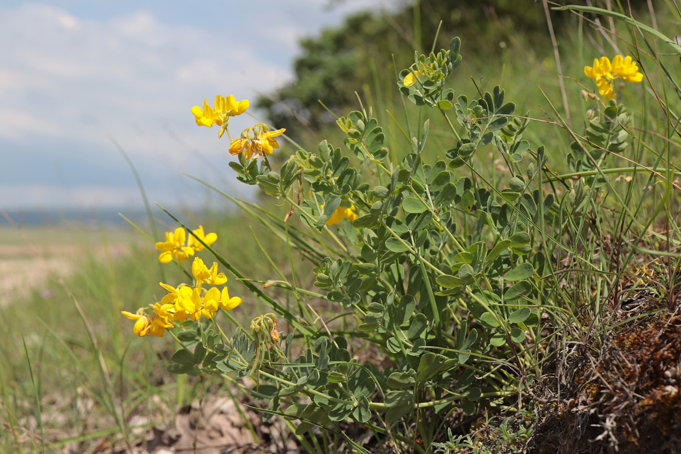 Image of Coronilla coronata specimen.