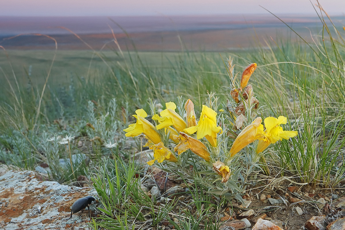 Image of Cymbaria daurica specimen.