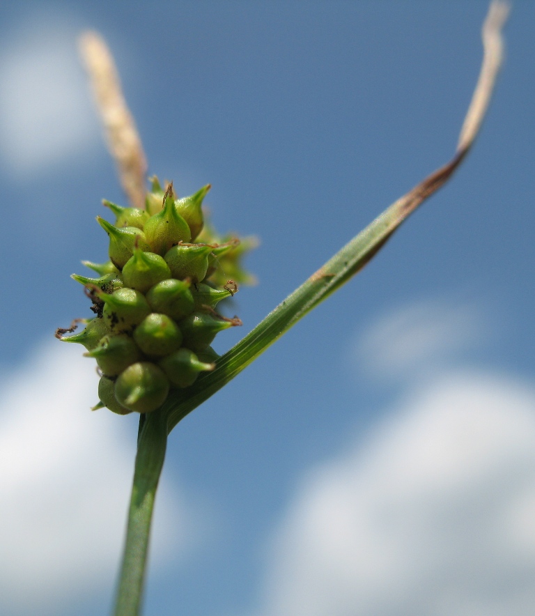 Изображение особи Carex serotina.