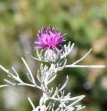 Centaurea akamantis