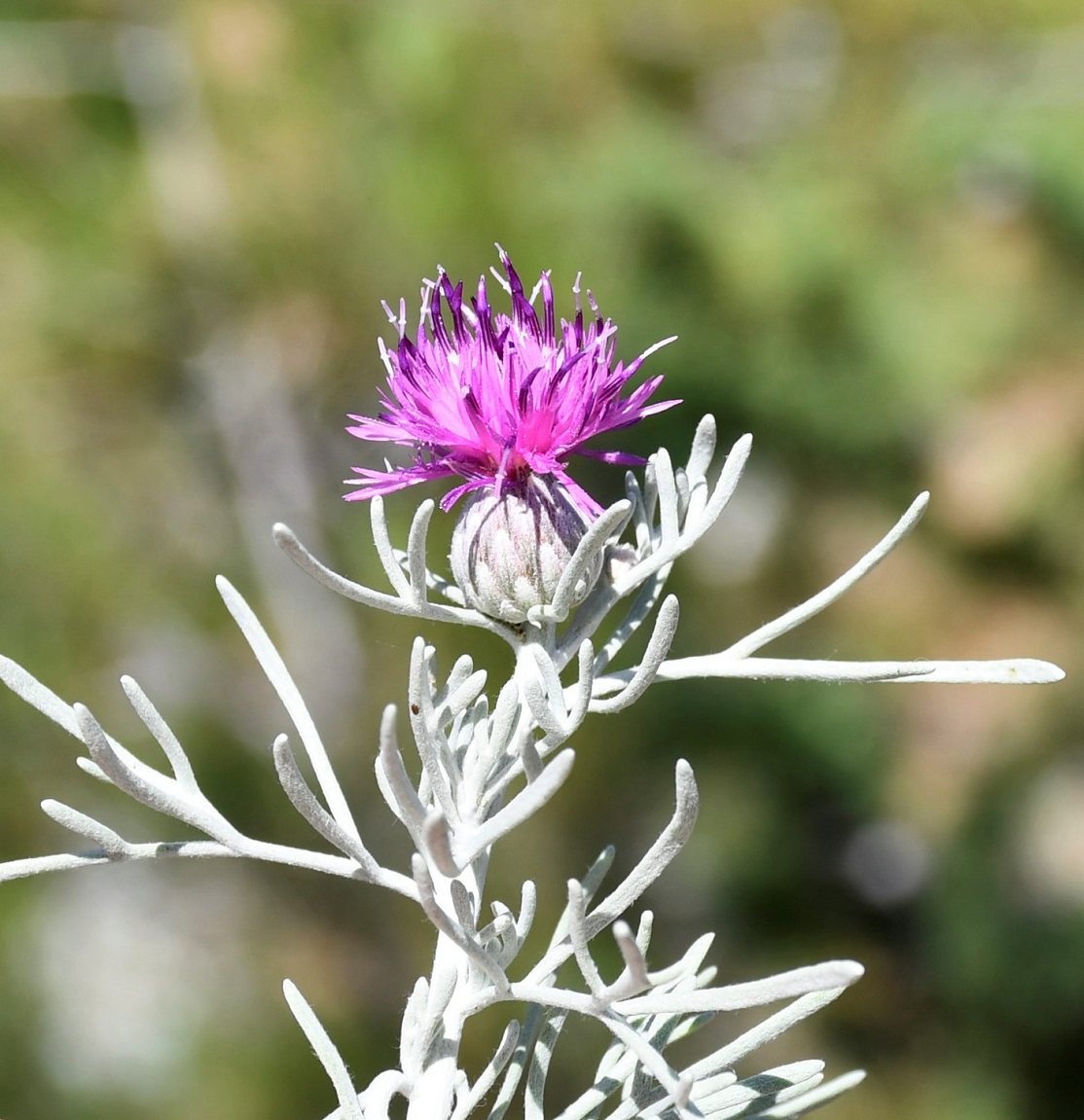 Изображение особи Centaurea akamantis.