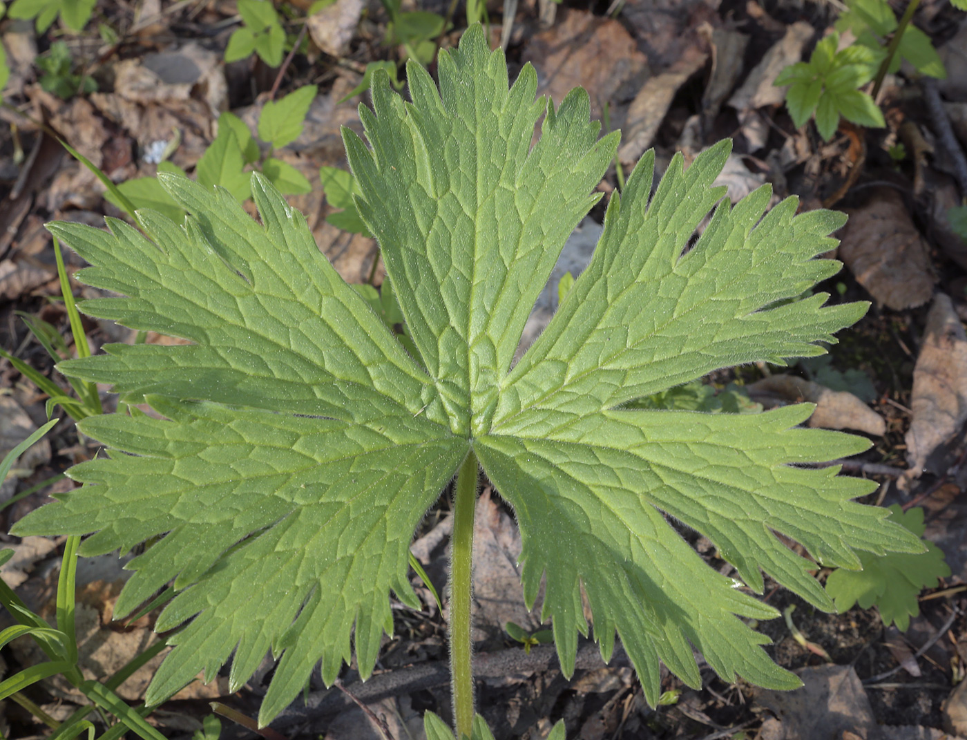 Изображение особи Aconitum septentrionale.