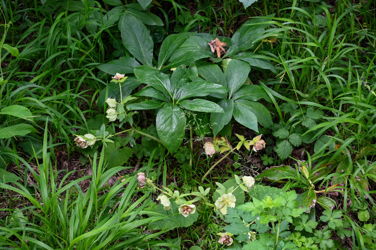 Image of Helleborus caucasicus specimen.