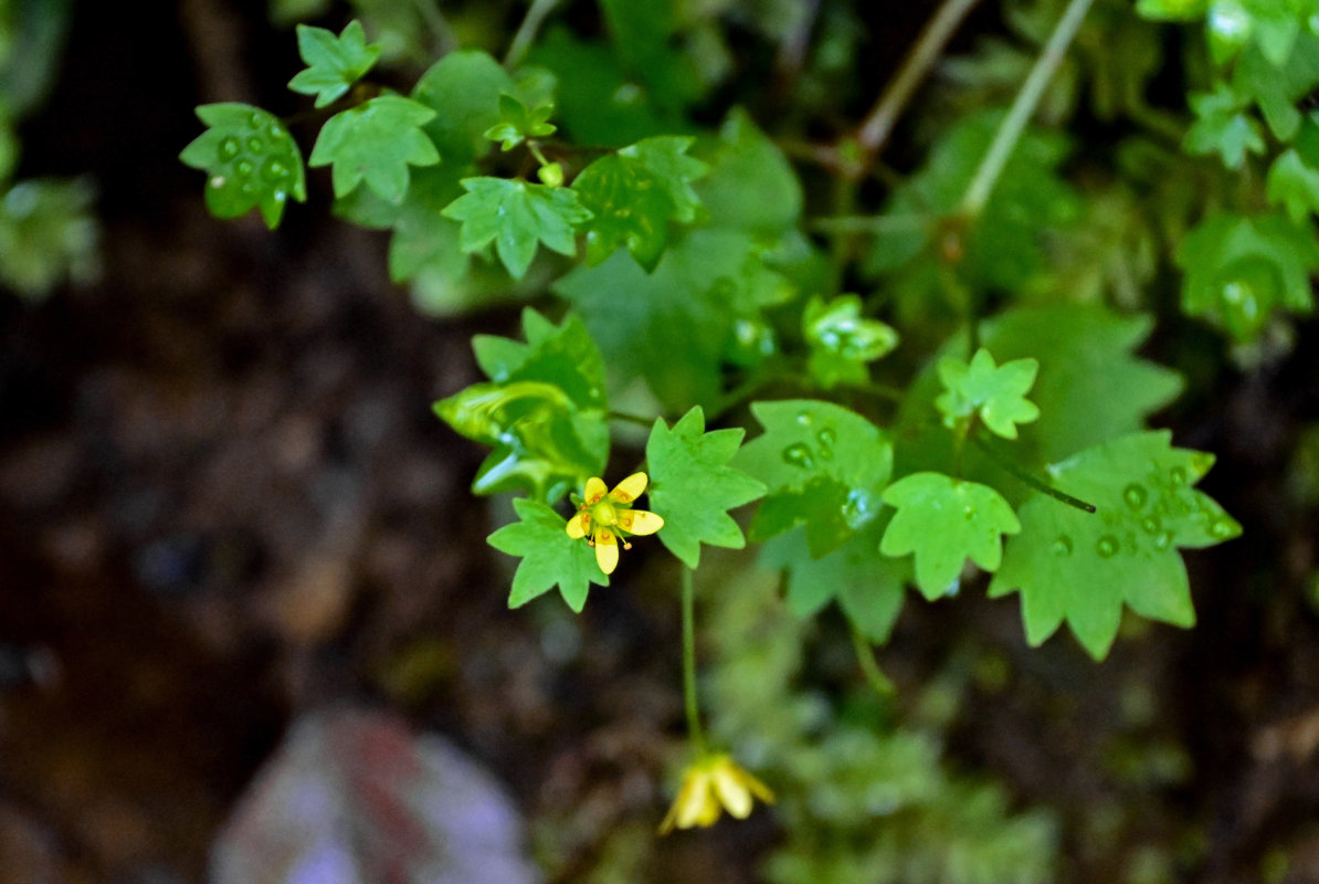 Изображение особи Saxifraga cymbalaria.