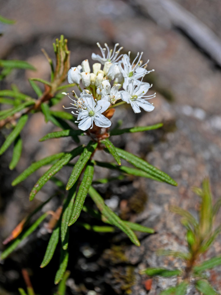 Image of Ledum palustre specimen.