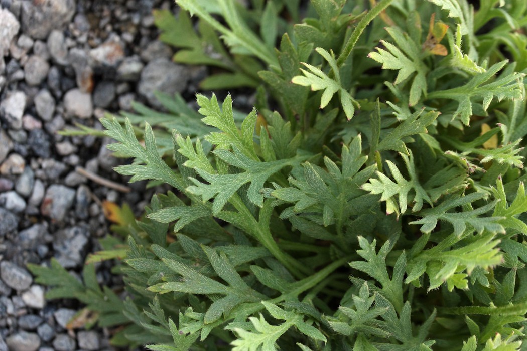 Image of Papaver lapponicum specimen.