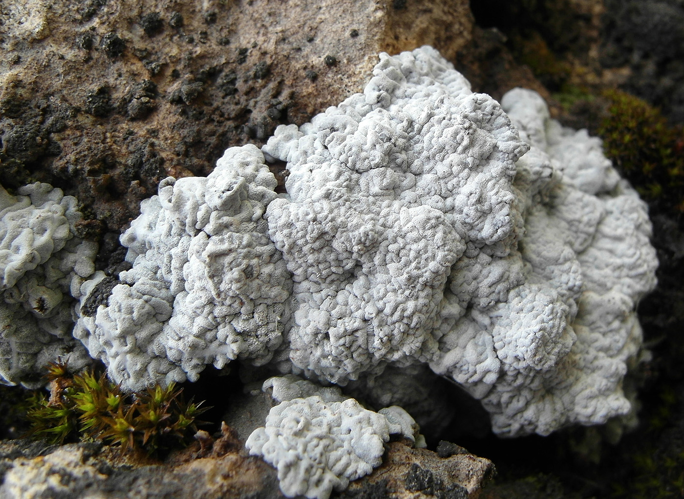 Image of genus Lepraria specimen.