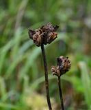 Hemerocallis middendorffii. Соплодие. Сахалин, Холмский гор. округ, мыс Слепиковского, заболоченный участок луга. 26.08.2023.