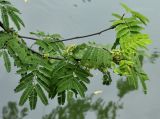 Tamarindus indica. Ветвь с развивающимися соцветиями. Таиланд, Бангкок, парк Люмпини, берег канала, в культуре. 30.08.2023.