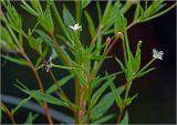 Epilobium adenocaulon