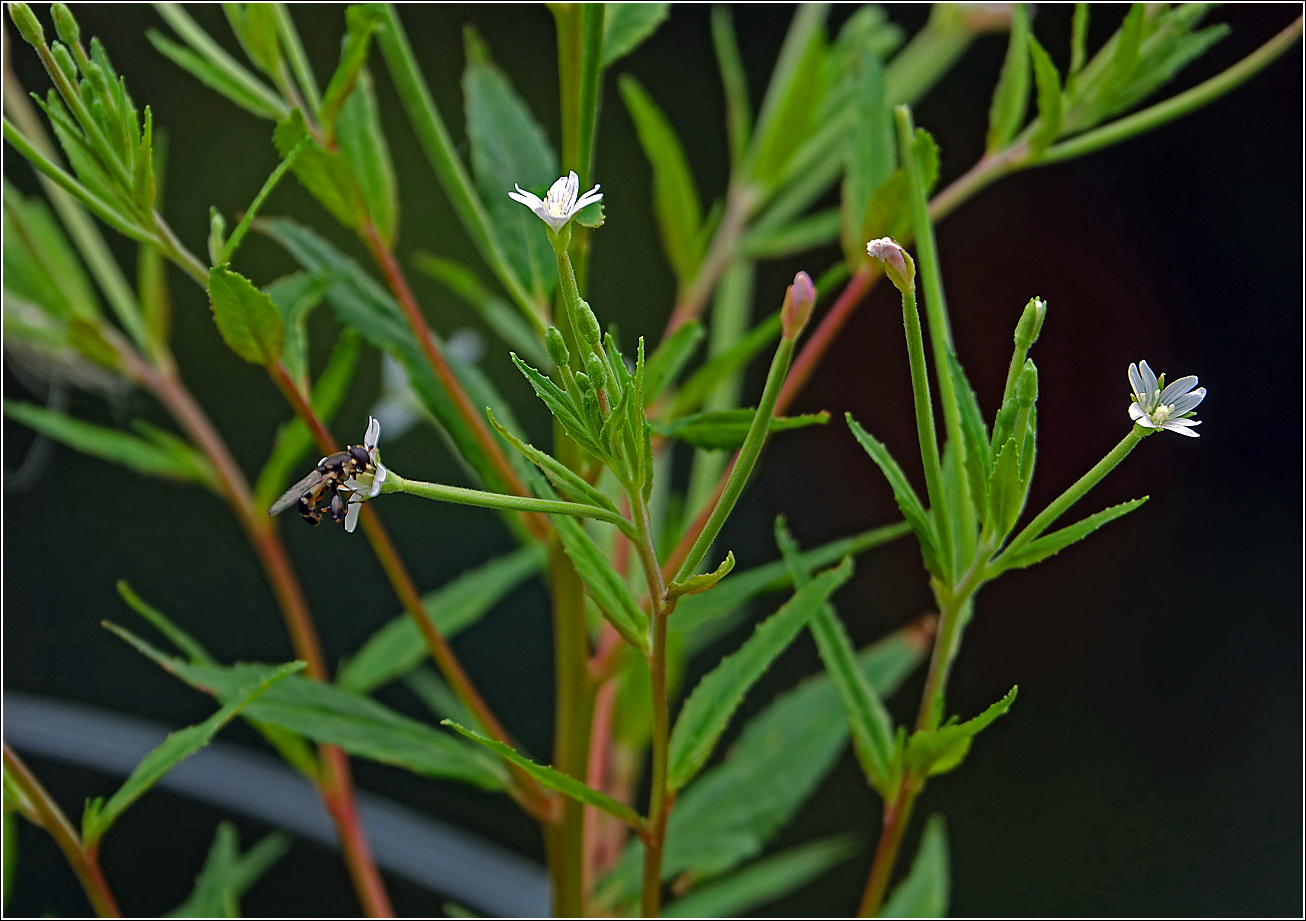 Image of Epilobium adenocaulon specimen.