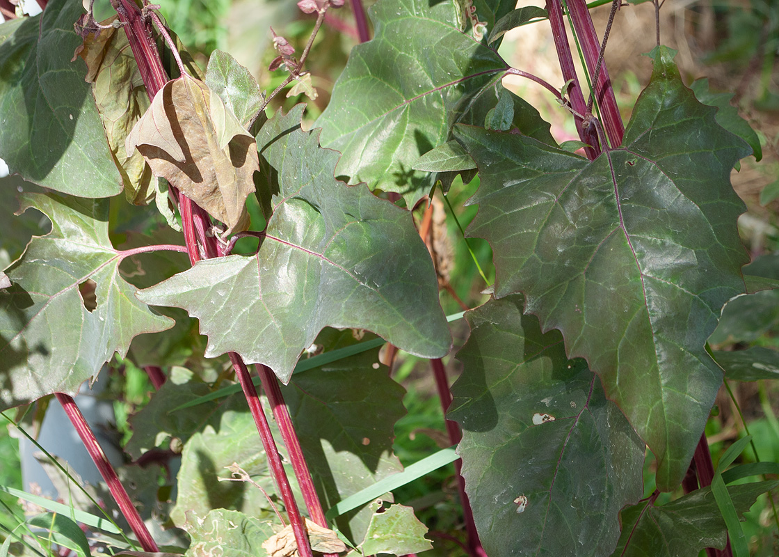 Изображение особи Atriplex hortensis.