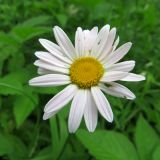 Pyrethrum coccineum. Соцветие. Томск, окр. пос. Новый, лесной луг на месте заброшенного садового участка. 24.06.2017.