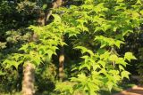 Liquidambar formosana. Ветви. Южный берег Крыма, Никитский ботанический сад, в культуре. 6 августа 2018 г.