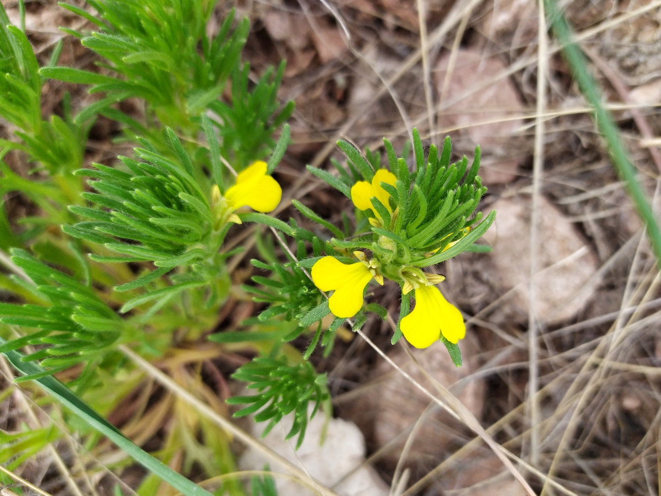 Изображение особи Ajuga glabra.